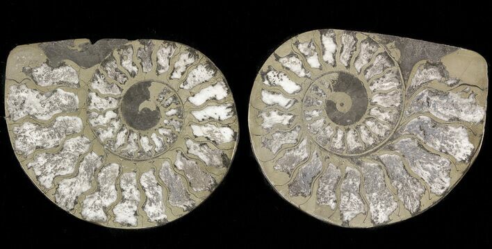 Pyritized Ammonite Fossil Pair #48079